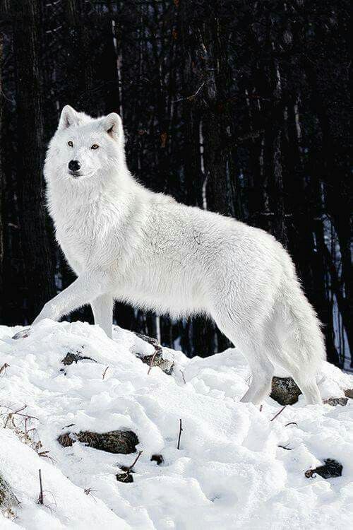 a white wolf standing on top of snow covered ground