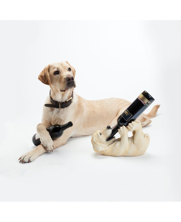 a dog laying on the ground with a hair dryer in it's mouth