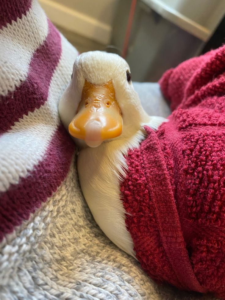 a duck wrapped in a blanket with its head sticking out