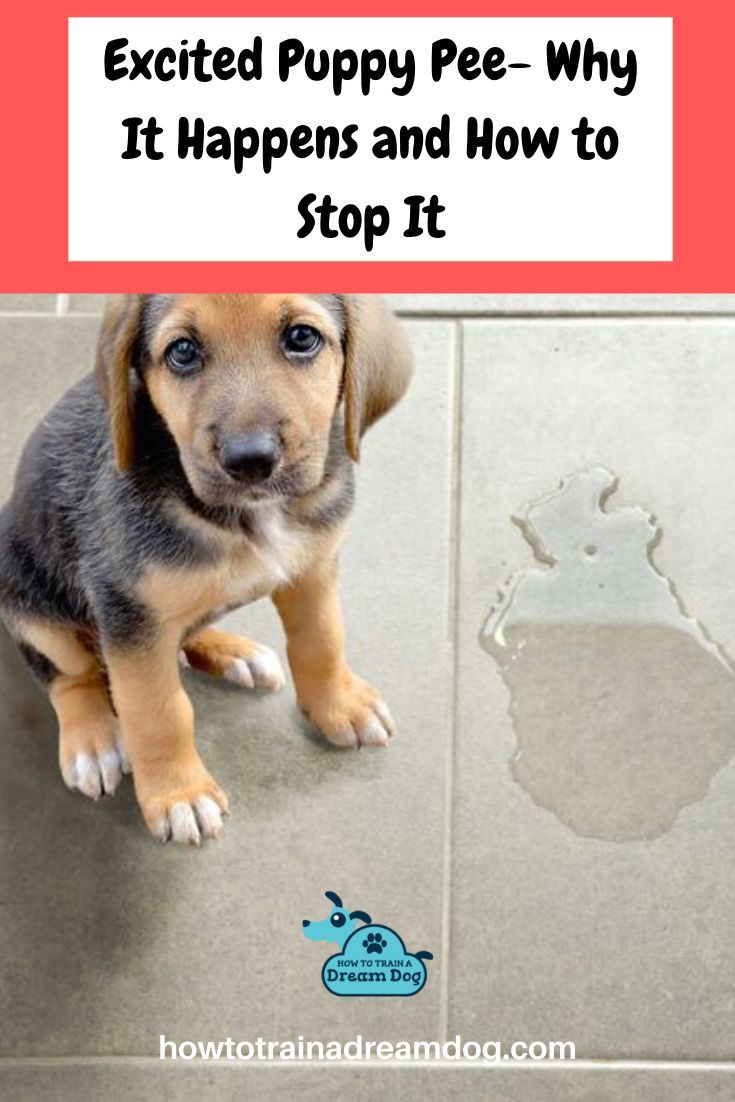 a puppy is sitting on the floor next to a paw print that says, excited puppy pee - why it happens and how to stop it