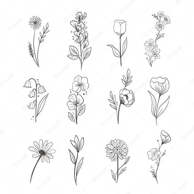 the different types of flowers drawn by hand on a white background stock photo and royalty