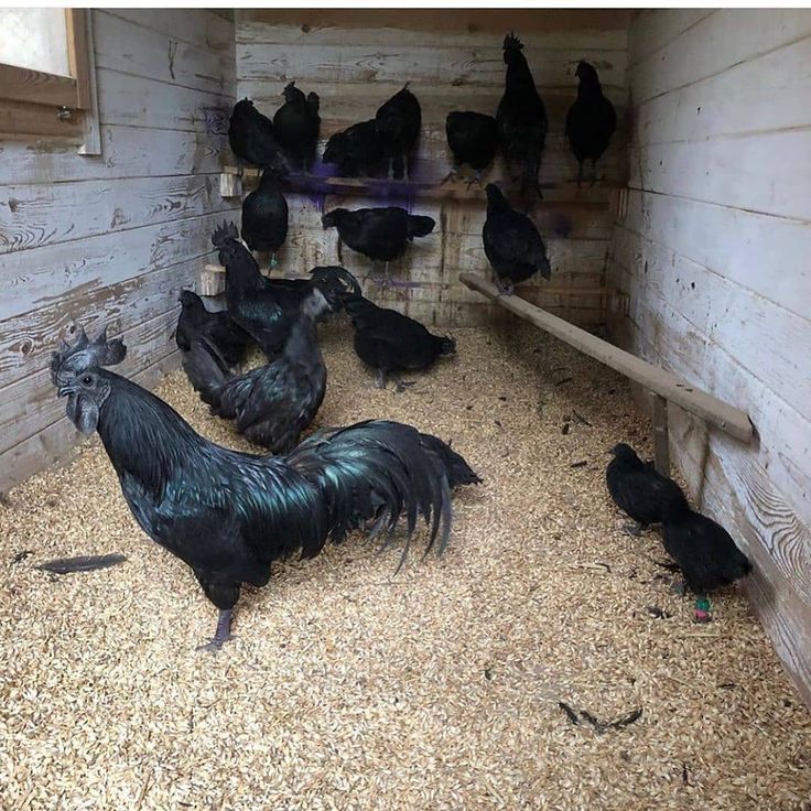 there are many black chickens in the barn