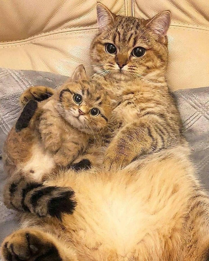 two cats laying on top of each other on a couch with one cat looking at the camera