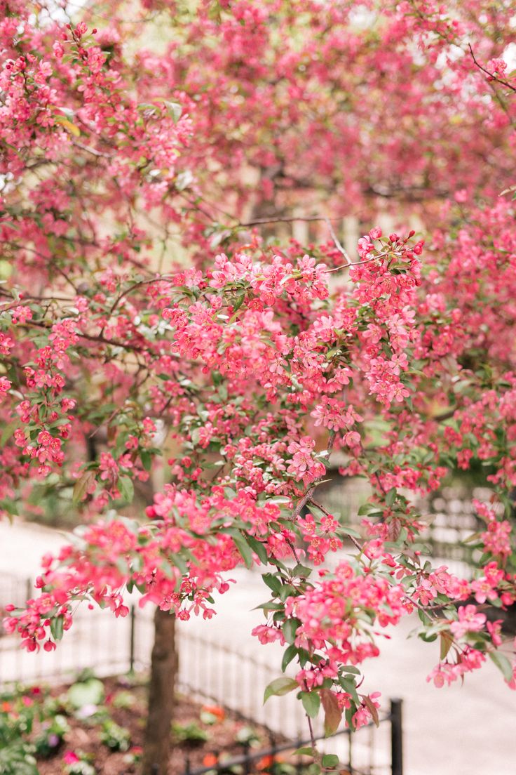 pink flowers are blooming on the tree outside