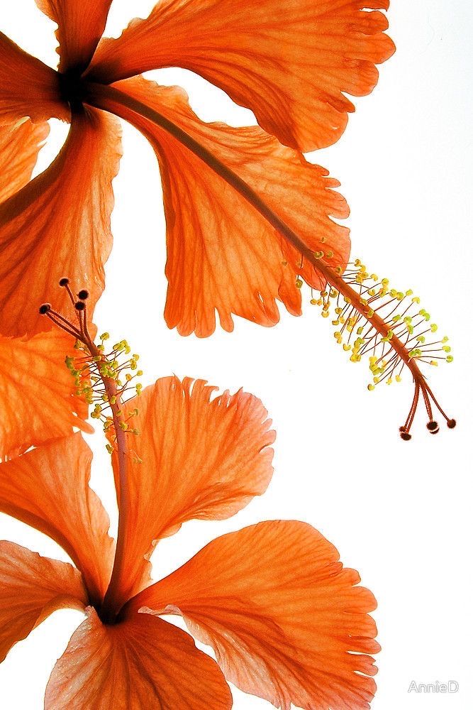 two orange flowers are shown against a white background