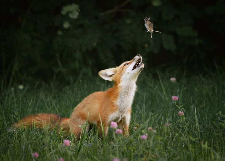 a red fox looking up at a small bird in the air with its mouth open