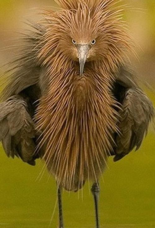 a bird with very long legs standing in the grass