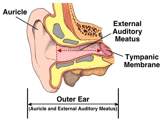 the external and external ear are labeled in this diagram