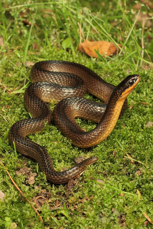 a brown and black snake on green grass