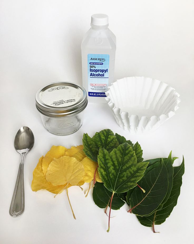 the ingredients needed to make this dish include leaves, sugar, and baking utensils