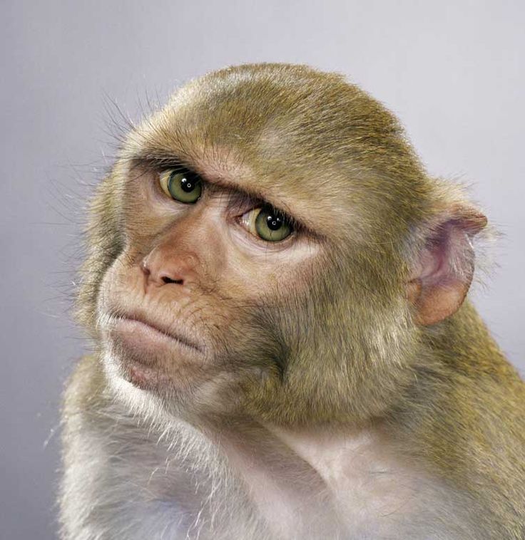 a close up of a monkey looking at something