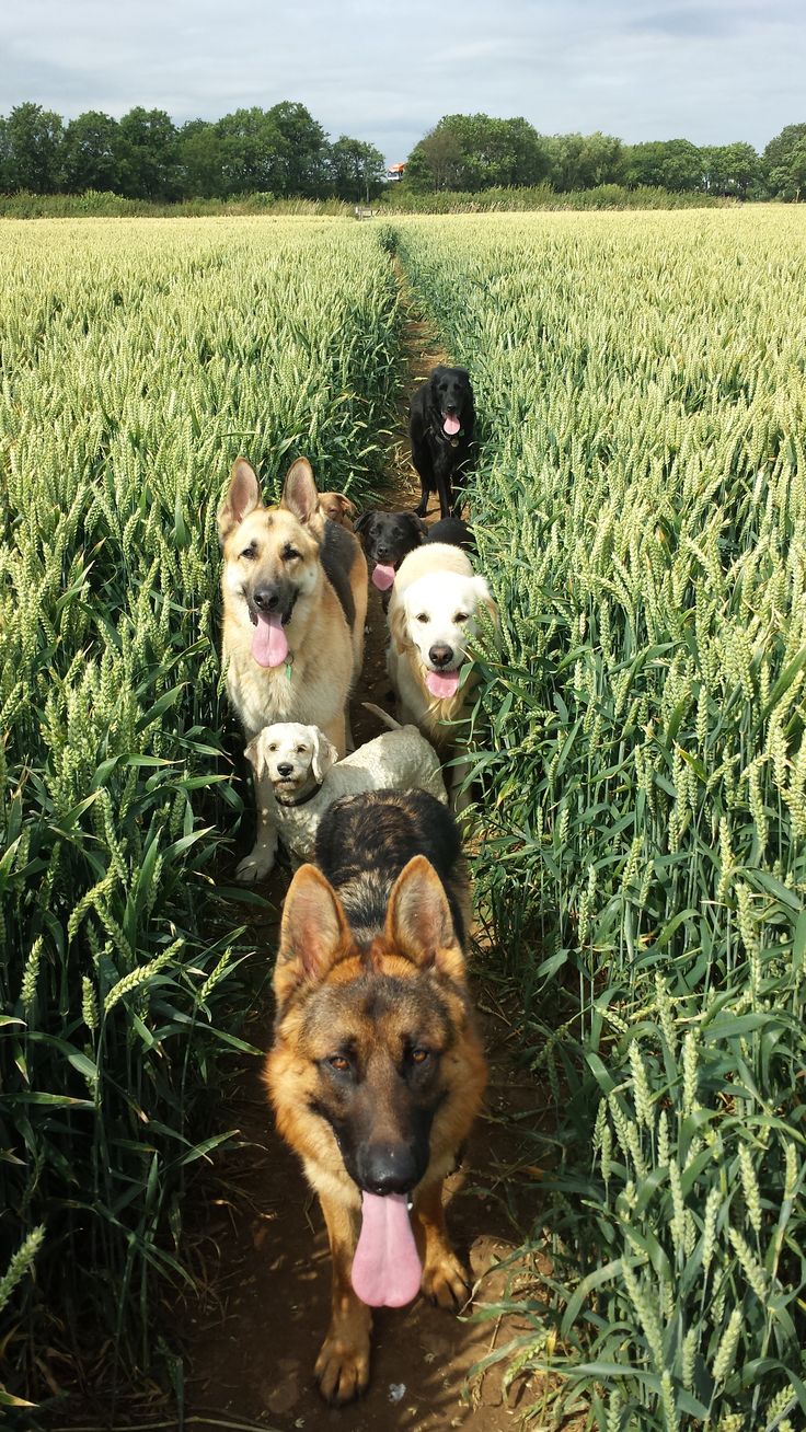 a group of dogs are walking in the middle of a field with their tongue hanging out