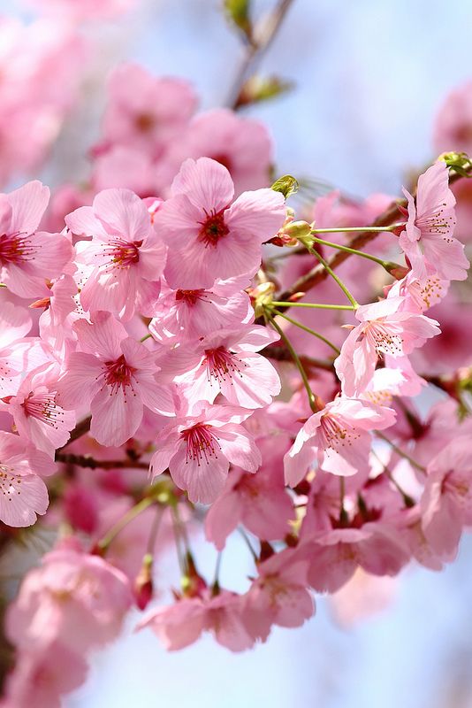 pink flowers are blooming on a tree branch