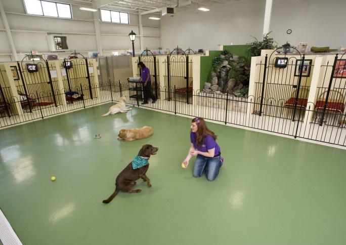 a woman sitting on the floor with two dogs and a tennis ball in front of her