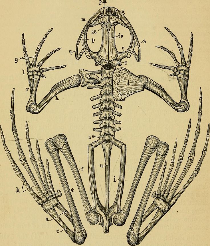 the skeleton of the frog is shown in an old book