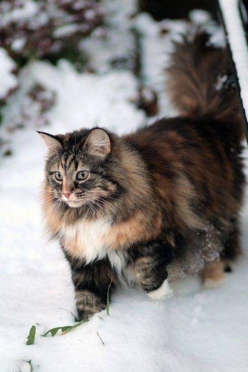 a fluffy cat walking through the snow in front of a fence and shrubbery,