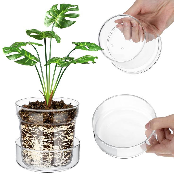 two hands are holding clear plates with a plant in it and another hand is reaching for the plate