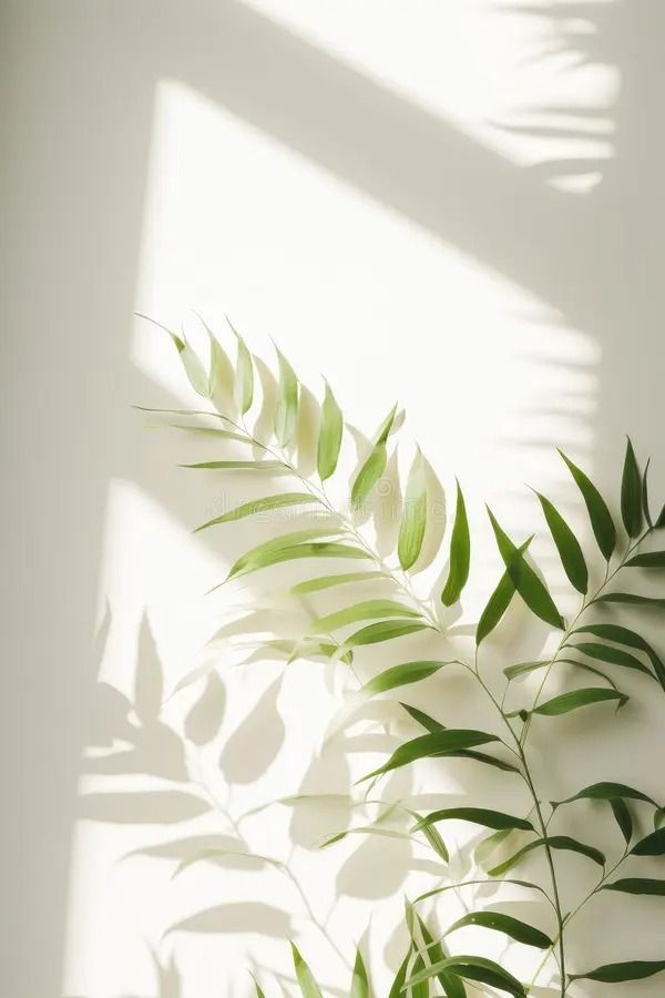 a plant casts a shadow on the wall