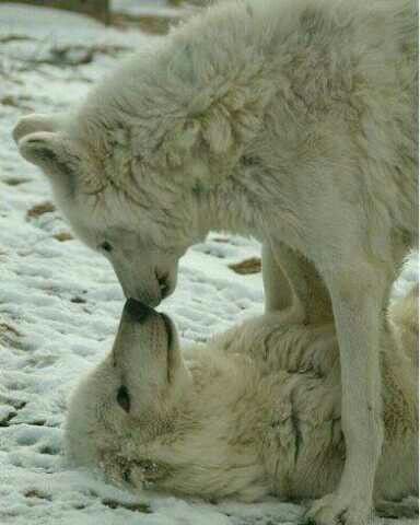 two white wolfs are playing with each other in the snow together, one is biting another's ear