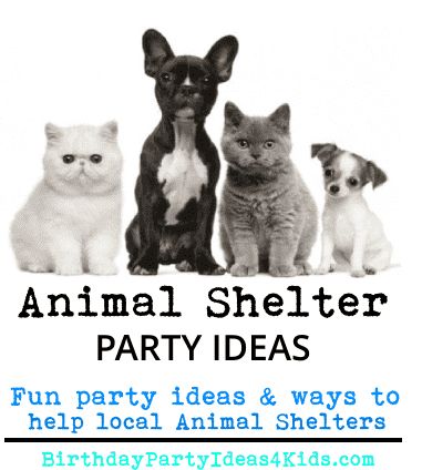 an animal shelter party with cats and dogs