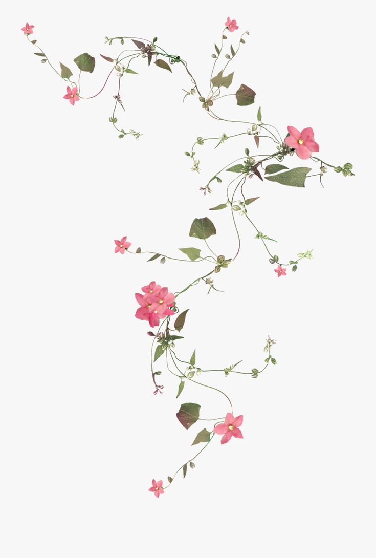 some pink flowers and green leaves on a white background