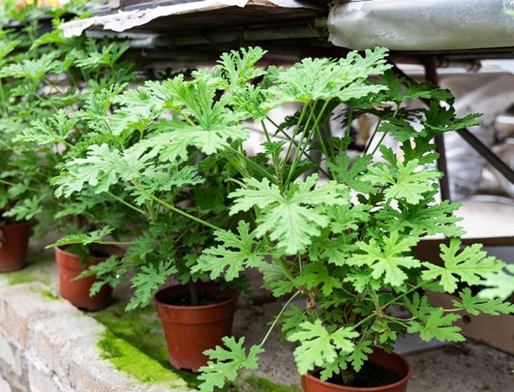 many plants are growing in small pots on the ledges next to an old building