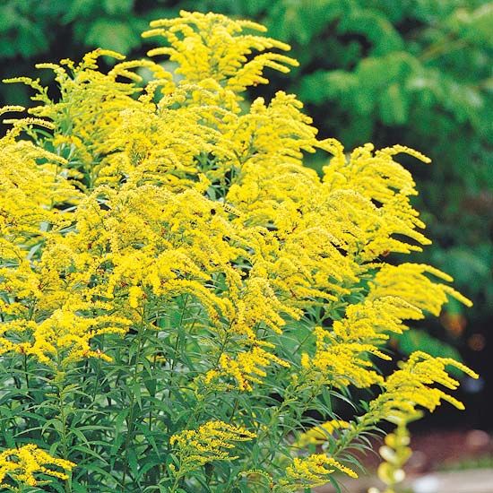 the yellow flowers are blooming in the garden