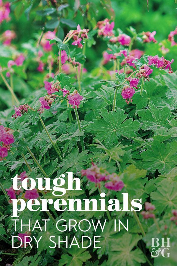 the cover of tough perennials that grow in dry shade, featuring pink flowers and green leaves