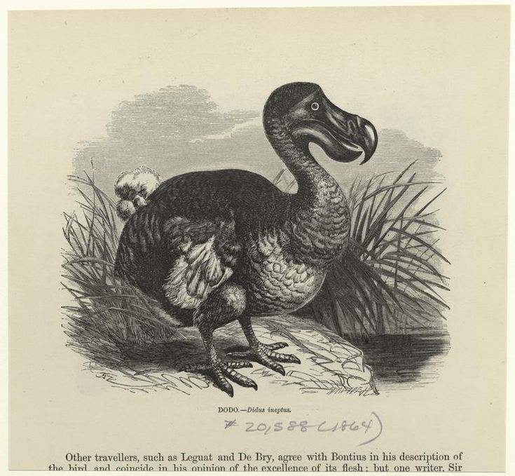 an illustration of a large bird standing in the grass