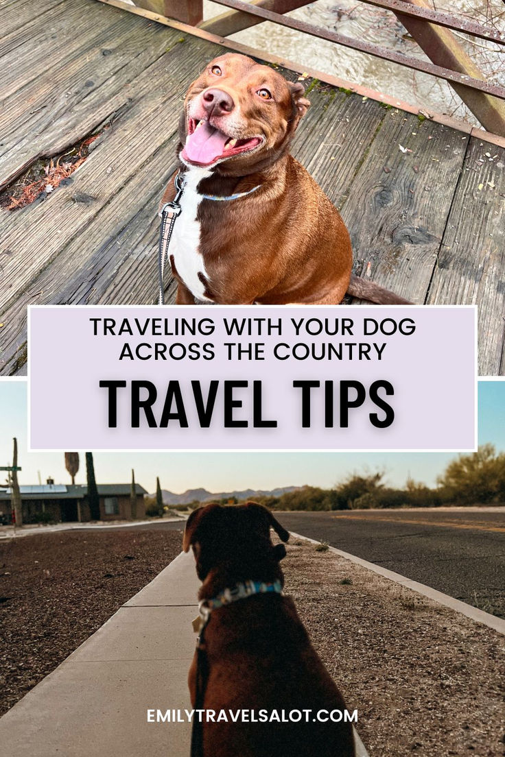 a brown dog sitting on top of a wooden floor next to a sign that says traveling with your dog across the country travel tips