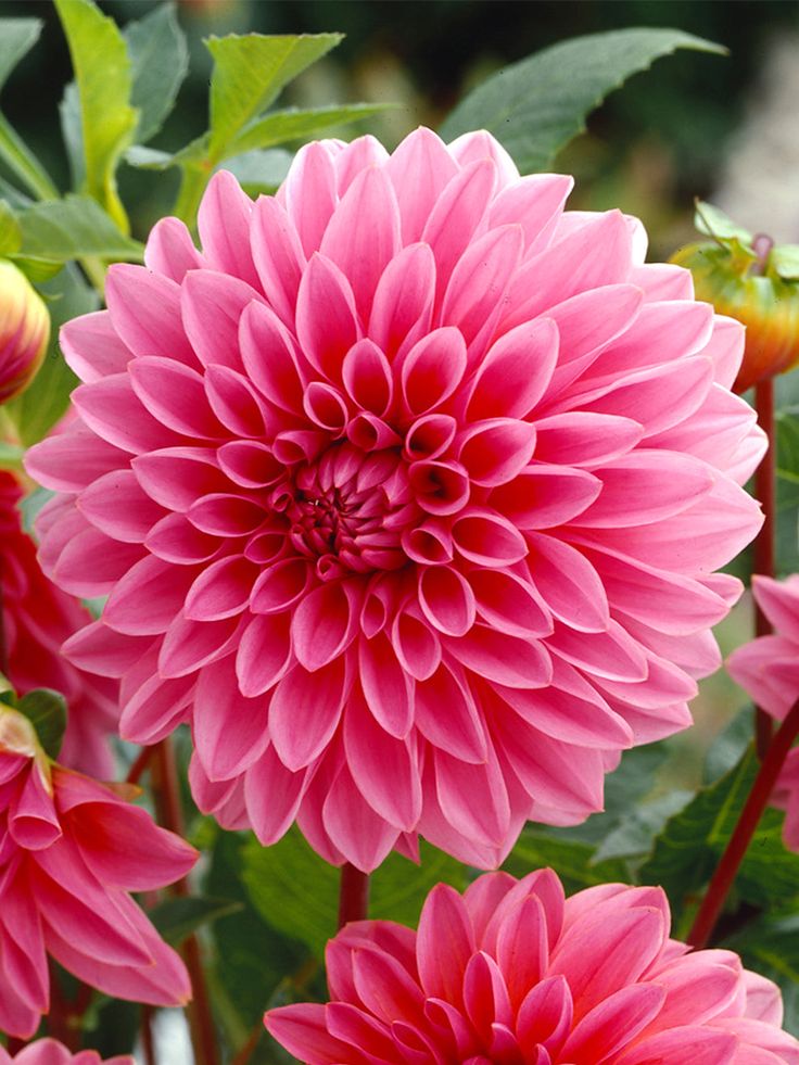 Dahlia Lucky Number Tubers Juliette Tattoo, Dahlia Flower Garden, Pink Dahlia Flower, Grow Dahlias, Floral Design Wallpaper, Pink Dahlias, Individual Flowers, Dahlia Tubers, Growing Dahlias