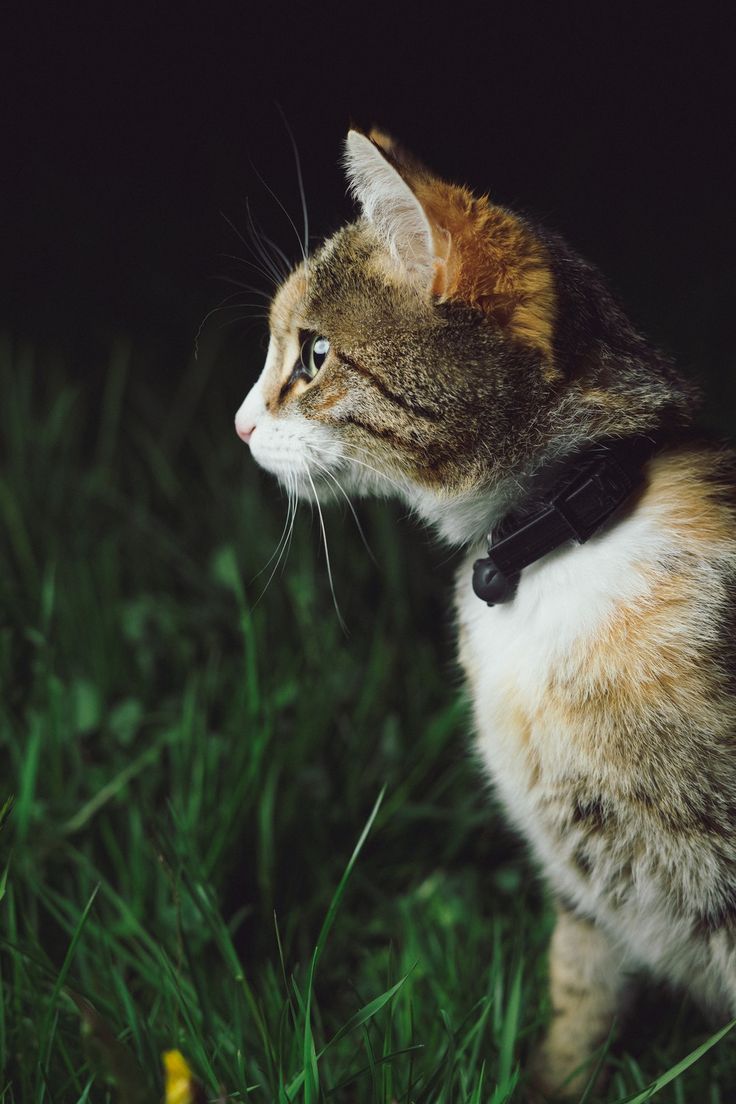 a cat is sitting in the grass looking at something off to the side with it's eyes open