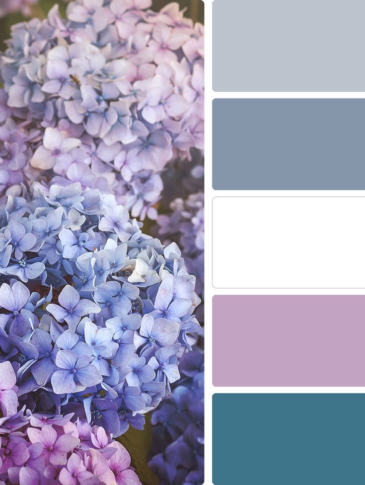 blue and purple flowers are in the color palette