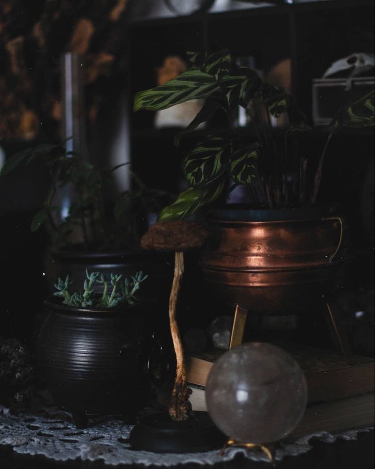 there are many potted plants on the table in front of each other, including one plant