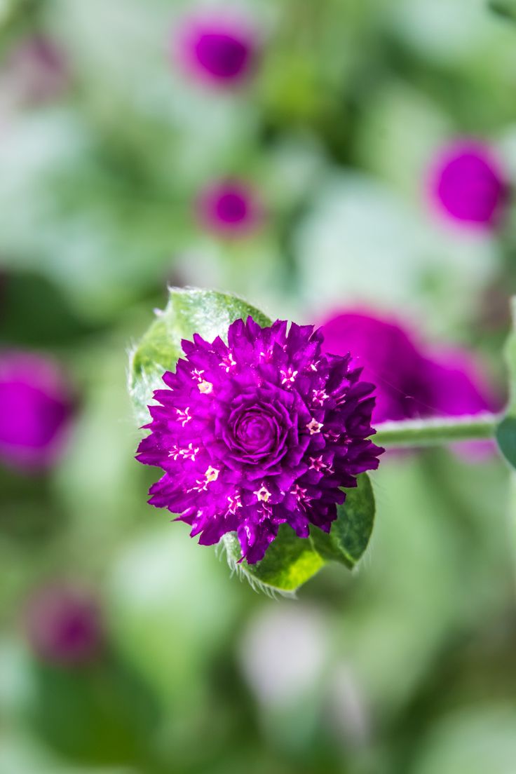 a purple flower with green leaves in the background