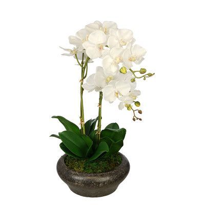 white orchids are in a pot with moss on the base and green leaves growing out of it