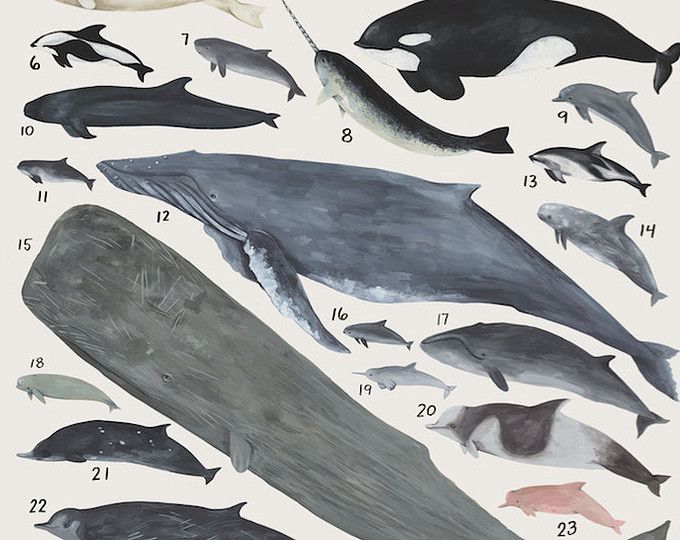 an image of different types of whales