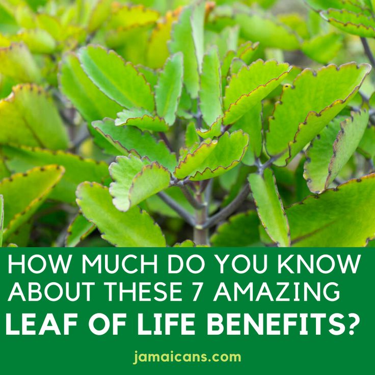 green leaves with the words how much do you know about these 7 amazing leaf of life benefits?