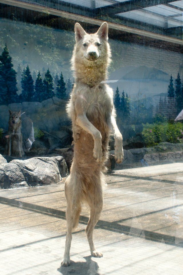 a white dog standing on its hind legs in front of a glass window with trees behind it