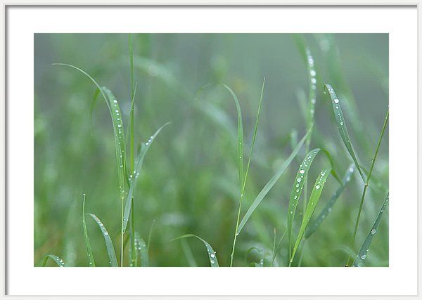 the grass is covered with water droplets