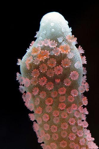 an underwater plant with pink and white flowers on it's head, against a black background