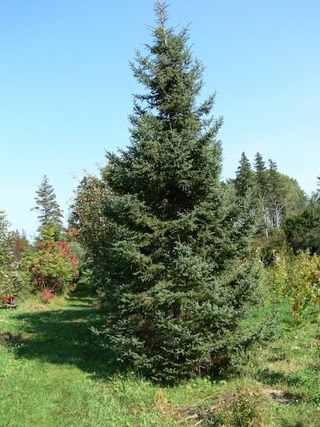 trees are in the middle of an open field