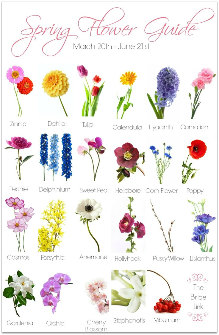 an image of flowers that are in the spring and summer months, including daisies