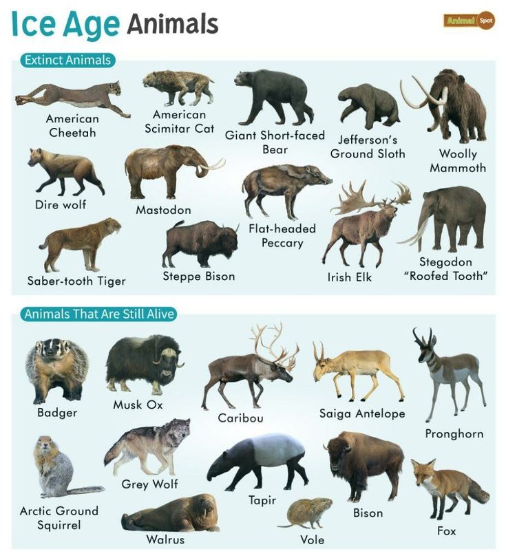 an ice age animal chart with different types of animals and their names in english or spanish