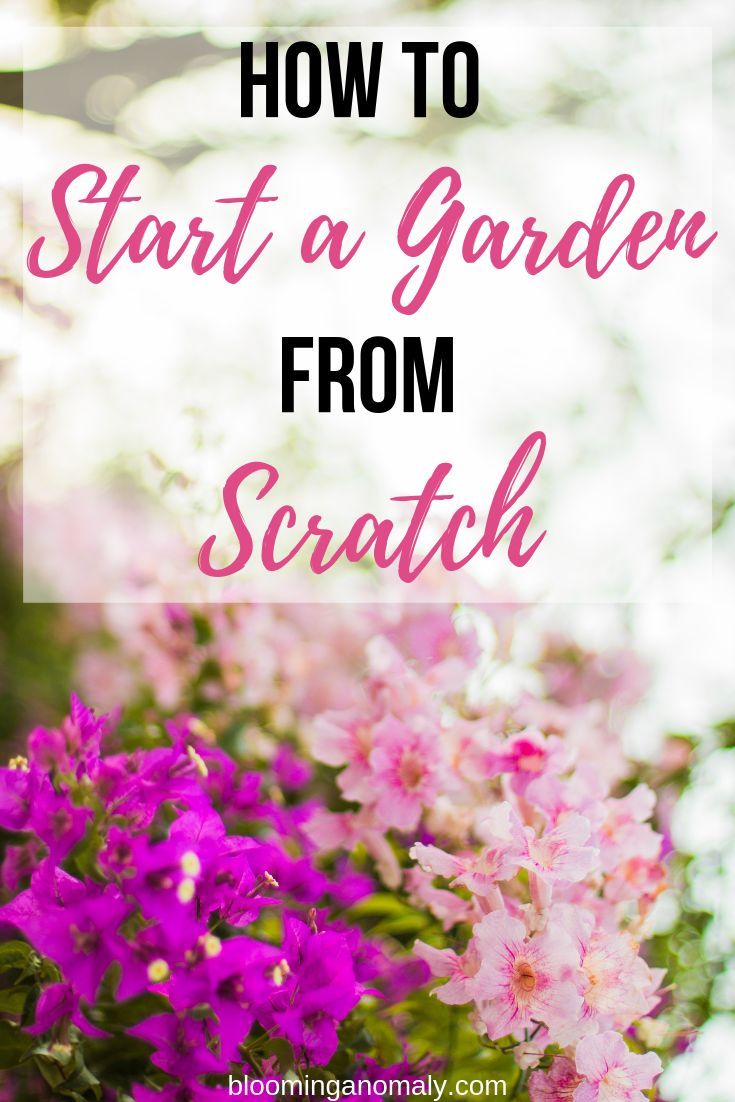 purple flowers with the words how to start a garden from scratch