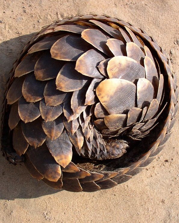 a large pine cone sitting on top of a sandy ground next to a small bird