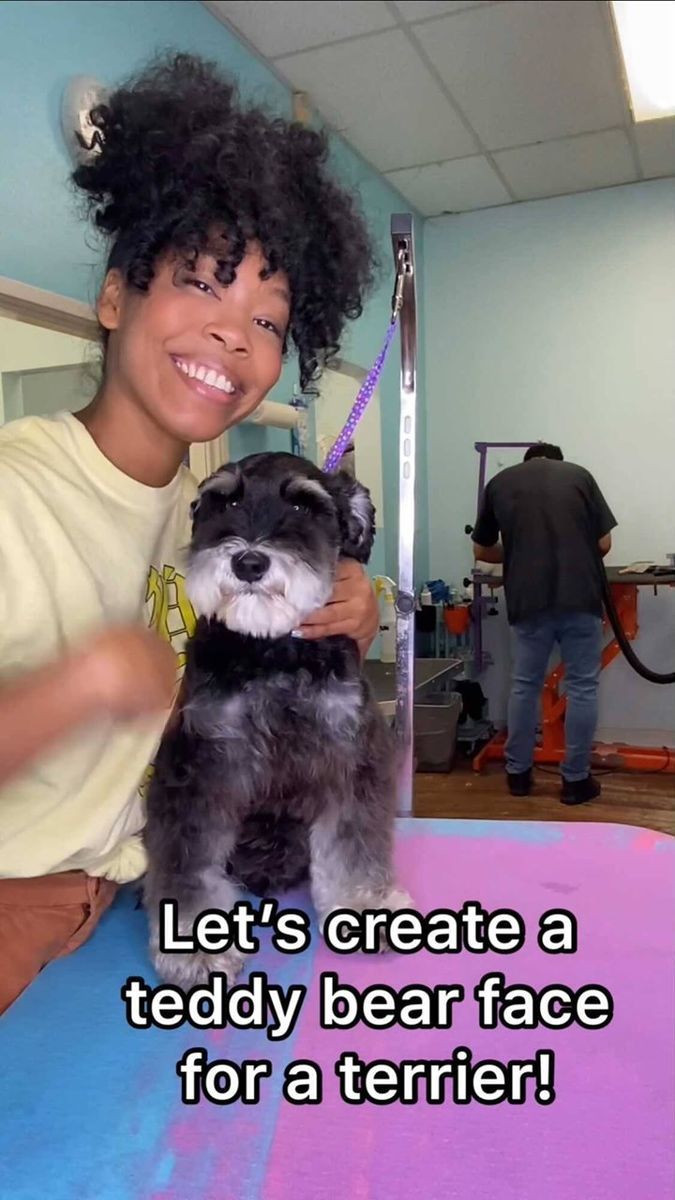 a woman holding a small dog on top of a blue and pink mat with the caption let's create a teddy bear face for a terrier