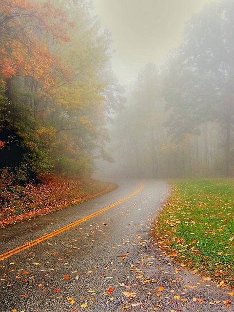 an empty road surrounded by trees in the fog