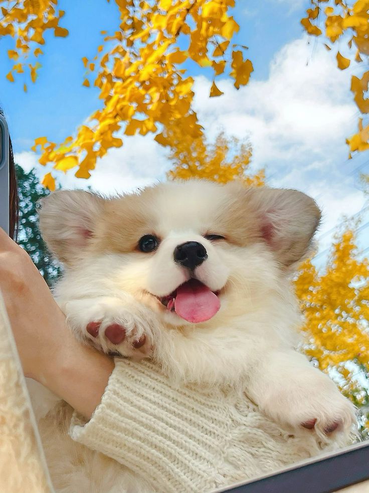 a person holding a cell phone with a dog in their lap looking out the window