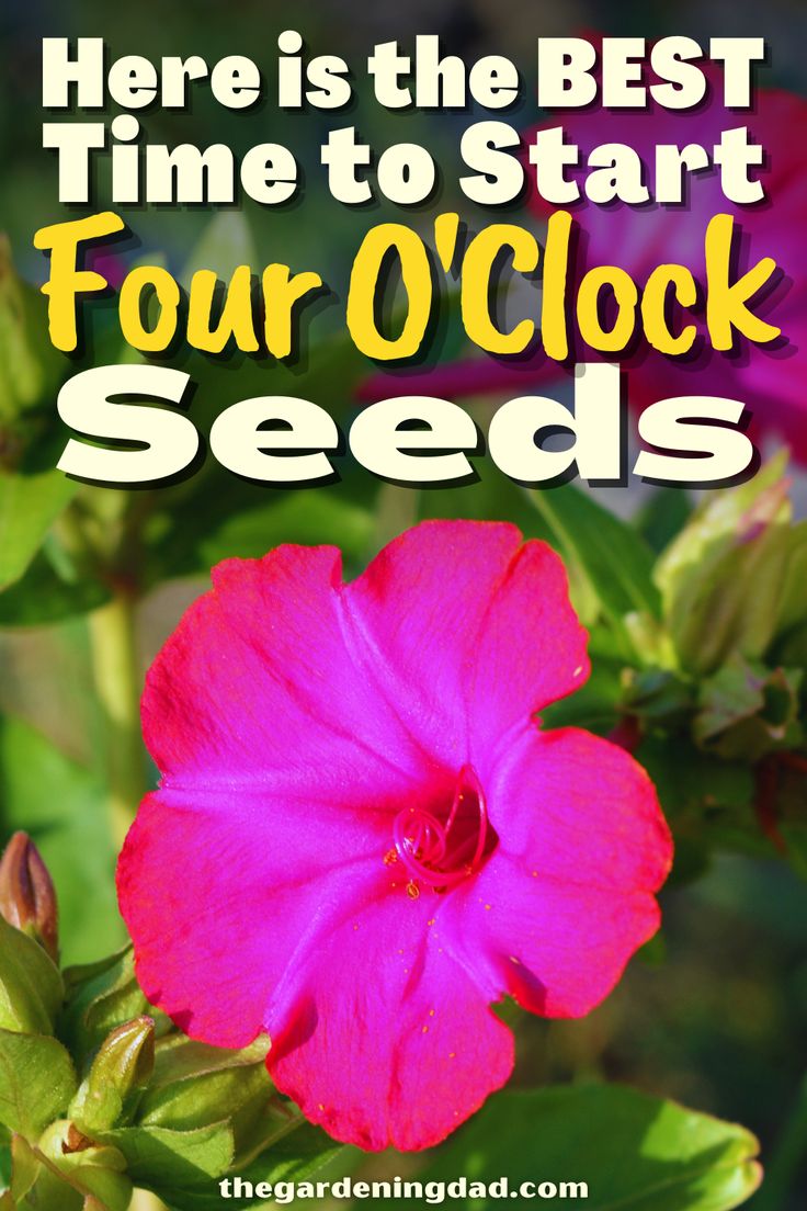 a pink flower with the words here is the best time to start four o'clock seeds